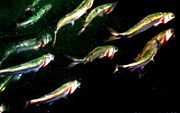 Herring ram feeding on a school of copepods. All fish have the opercula wide open all at the same time (the red gills are visible) and the mouth wide open (click to enlarge). The fish swim in a grid with a distance of the jumplength of their prey, as indicated in the animation below.