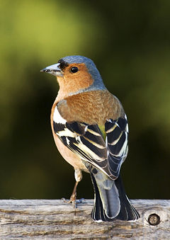 Fringilla coelebs, male Birdsong (help·info)