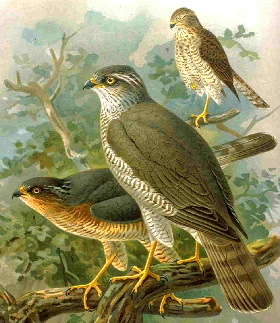 Image:Sparrowhawk04sm.JPG