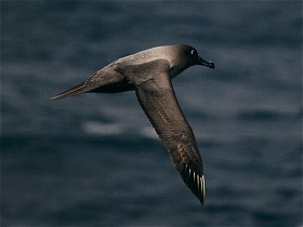 Image:Light sooty albatross flying.jpg