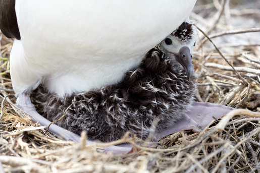 Image:Albatross chick at Northwest Hawaiian Islands National Monument, Midway Atoll, 2007March01.jpg