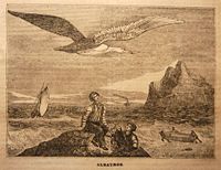 "Albatroz" - Woodcut from the journal "O Panorama" 1837 edition (From the Dr. Nuno Carvalho de Sousa Private Collections - Lisbon)