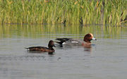 Wigeon (Male) & Ferruginous Pochard (Female)at Purbasthali in Burdwan District of West Bengal, India.