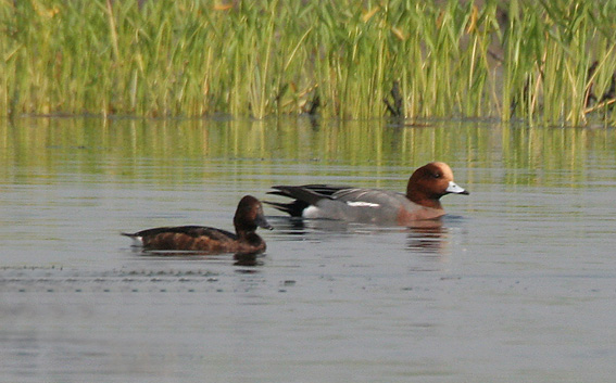Image:Ferruginous Pochard & Wigeon I2 IMG 1636.jpg