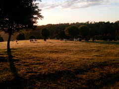 Goats in a Mount Osmond Paddock