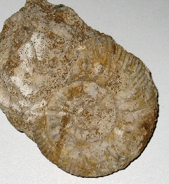 Image:Ammonite.jpg