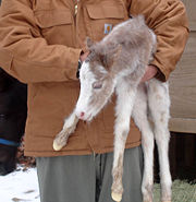 A pony foal. Pony foals are smaller than horse foals, but both have long legs and small bodies