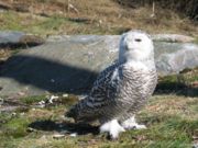 Typical female, Korkeasaari (Finland)