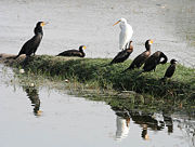 Great Cormorants roosting with Darter (Ahinga), other cormorants & Great Egret near Hodal in Faridabad District of Haryana, India.