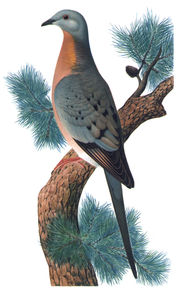 Chromolithograph illustration of male passenger pigeon.