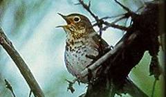 Image:SwainsonThrush23.jpg