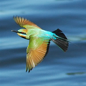 Image:Rainbowbeeeater.jpg