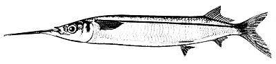 Image:Hemiramphus brasiliensis (line art).jpg