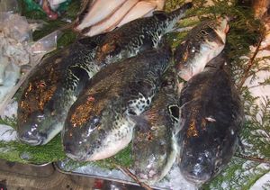 Takifugu rubripes for sale to master fugu chefs at the Tsukiji fish market in Tokyo&nbsp;&ndash;  after the highly toxic liver has been removed.