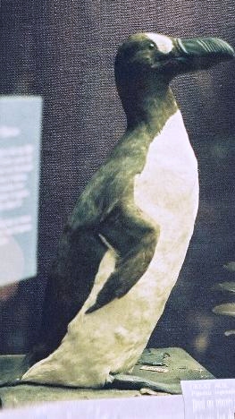 Image:Greatauk-tring.jpg