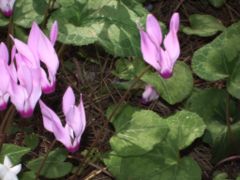 Cyclamen persicum growing wild, Ben Shemen forest, Israel