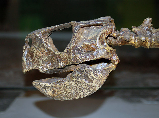 Image:Psittacmongol skullcast aus.jpg