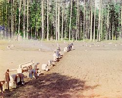 Orthodox monks farming potatoes in Russia, ca. 1910