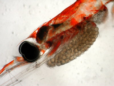 Image:Nematoscelis difficilis female.jpg
