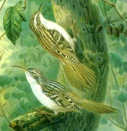 Image:Treecreepers14.jpg