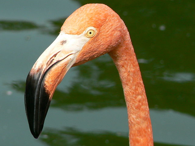 Image:Phoenicopteridae face.JPG