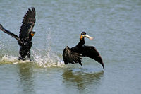 Two Double-crested Cormorant and one fish