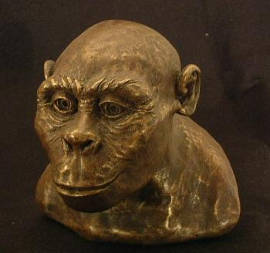Image:Austrolopithecus africanus.jpg