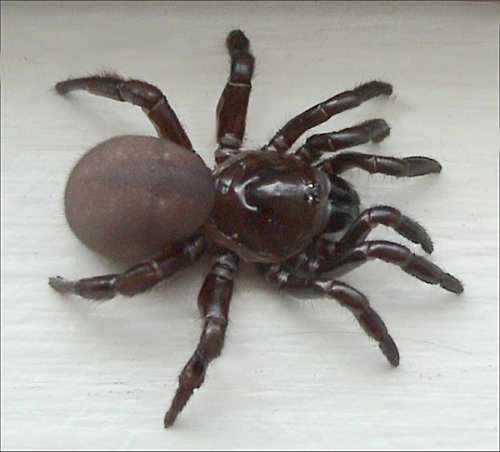 Image:Ummidia sp.jpg