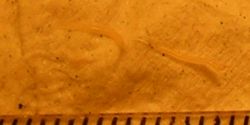 Two pinworms, captured on emergence from the anus. Markings are 1 mm apart