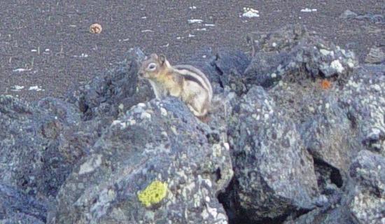 Image:Marmot at Devil's Orchard in Craters of the Moon NM-550px.JPG