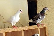 Domestic pigeons