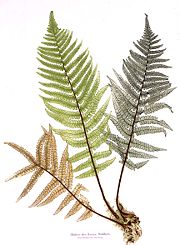 Blätter des Manns Walfarn. by Alois Auer, Vienna: Imperial Printing Office, 1853