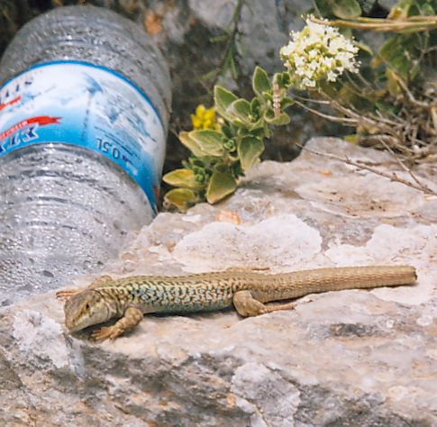 Image:Erhard's wall lizard spotted.jpg