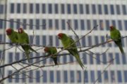 Feral Red-masked Parakeets in San Francisco. The population is the subject of the book and film, The Wild Parrots of Telegraph Hill.