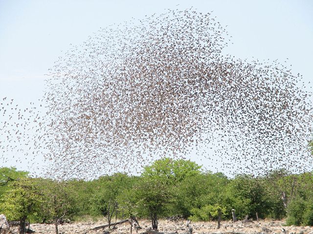 Image:Red-billed quelea flocking at waterhole.jpg