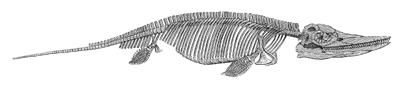 Image:Ichthyosaur Drawing.jpg