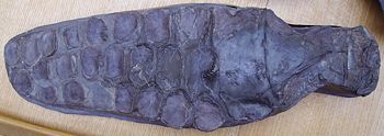 Ichthyosaur 'paddle' (Charmouth Heritage Coast Centre).