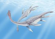 Plesiosaurus.