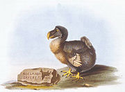 1626 dodo image by Roelant Savery, drawn after a stuffed specimen – note that it has two left feet and that the bird is obese from captivity.