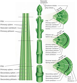 Example of a cross section of a stem