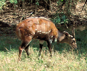 Image:Tragelaphus scriptus (taxobox).jpg