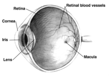 Human eye cross-sectional view, showing position of human lens. Courtesy NIH National Eye Institute