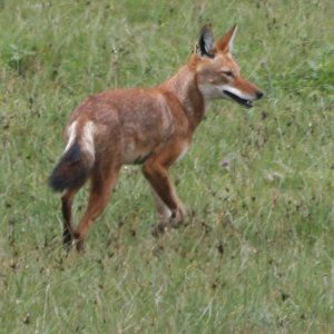 Image:EthiopianWolf1.jpg