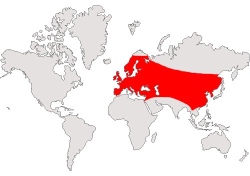 Image:Meles Meles range map updated.jpg