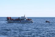 A Southern Right Whale approaches close to whale watchers near Pen&iacute;nsula Vald&eacute;s in Patagonia.