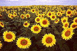 Image:SunflowerField.jpg