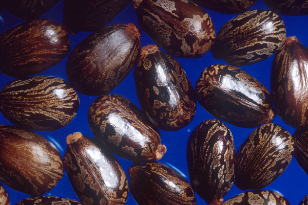 Image:Castor beans.jpg
