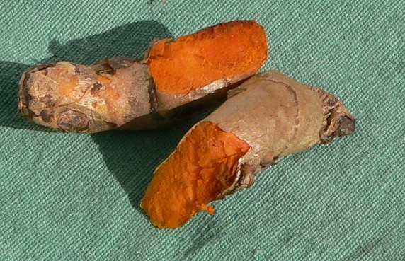 Image:Turmeric (Curcuma longa).jpg