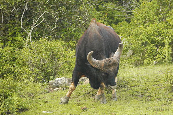 Image:Gaur bandipur.jpg