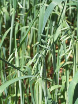 Oat plants with inflorescences